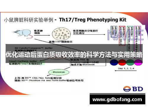 优化运动后蛋白质吸收效率的科学方法与实用策略